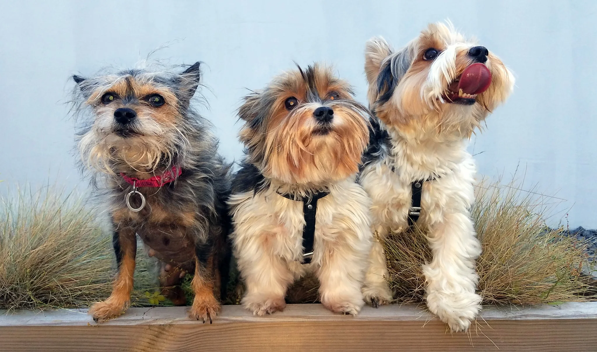 Hunde Freund