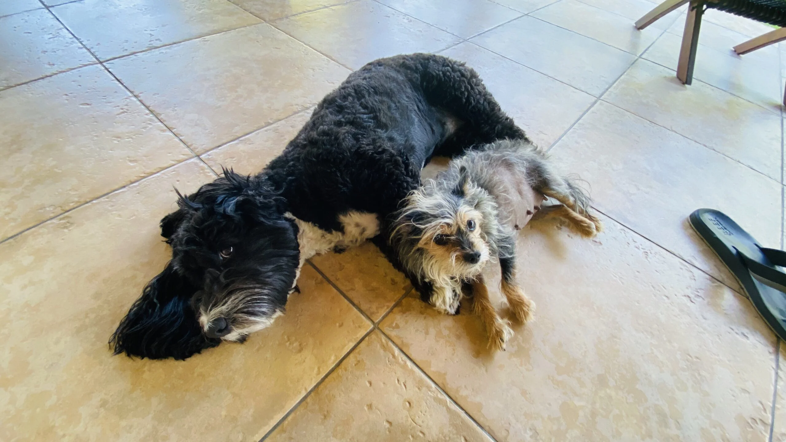 Hunde Freund
